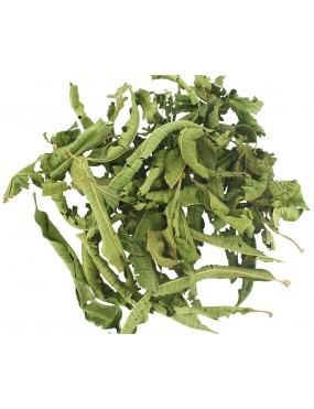 Verveine Officinale