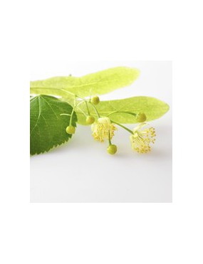 Tilleul (tilia vulgaris)