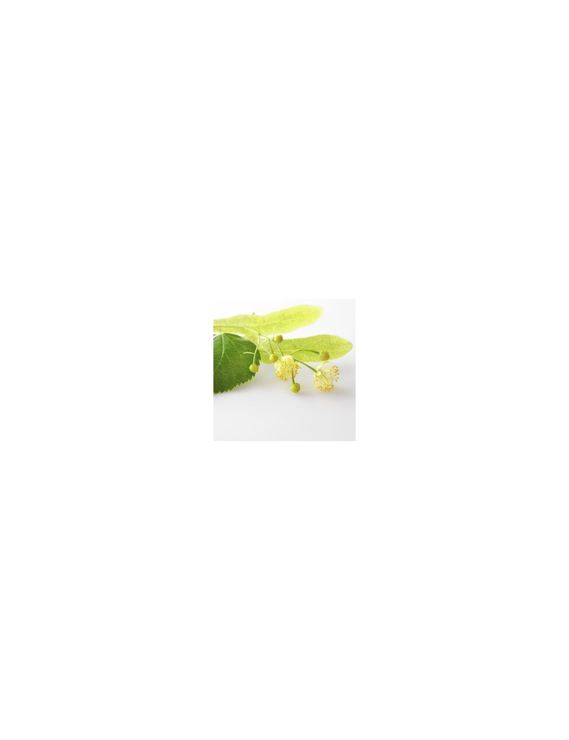 Tilleul (tilia vulgaris)