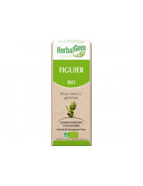 Figuier "Herbalgem"