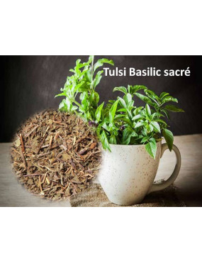Tulsi (Basilic sacré)